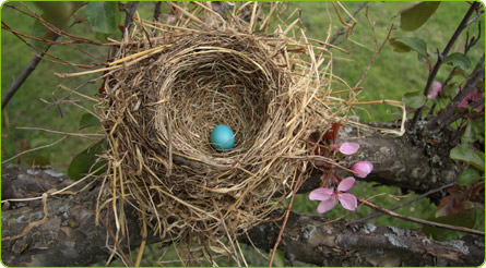 Image of nest