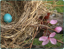 Image of nest