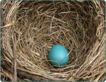 Image of nest