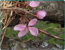 Image of nest