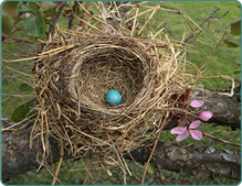 Image of nest